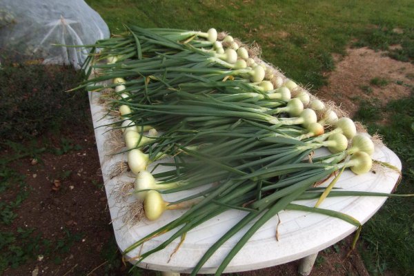 Ссылка на кракен свежая