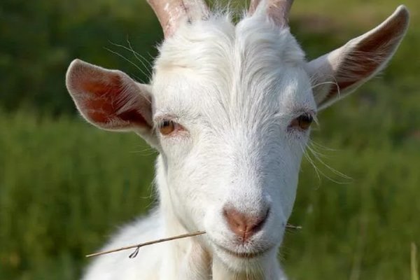 Ссылка на кракен в браузере