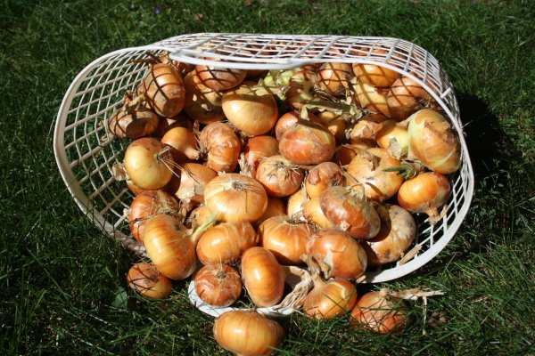 Кракен даркнет krawebes