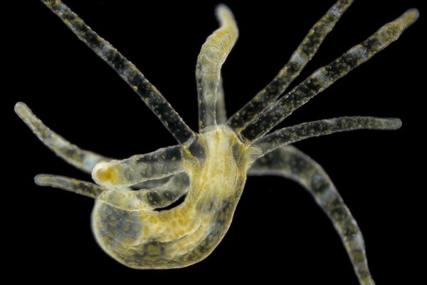 Кракен шоп даркнет