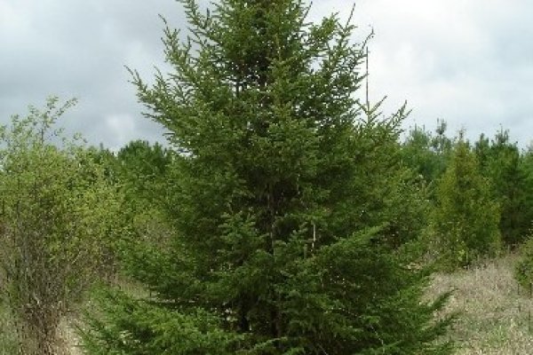 Кракен даркнет маркет плейс