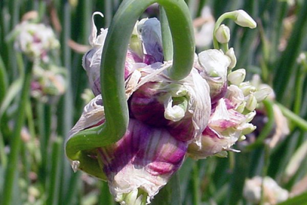 Кракен марке