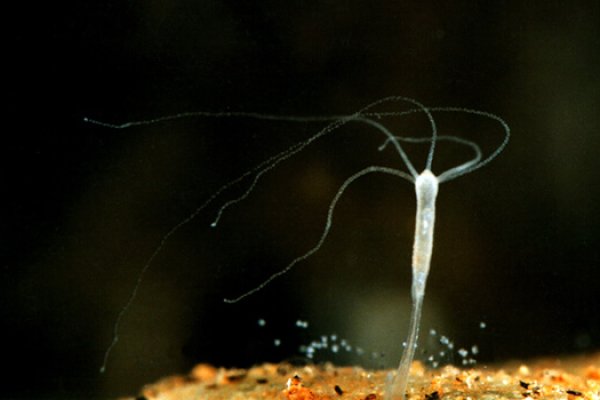 Ссылка адрес на кракен