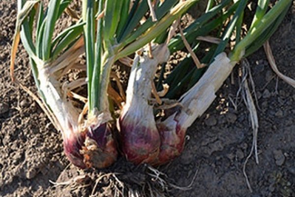 Ссылки даркнета